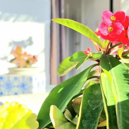 Apartment Downtown Pueblo Lopez Eco In Center